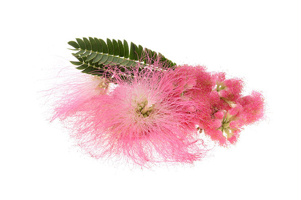 ALBIZIA JULIBRISSIN BARK EXTRACT
