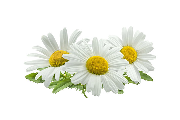 CHAMOMILE FLOWER EXTRACT