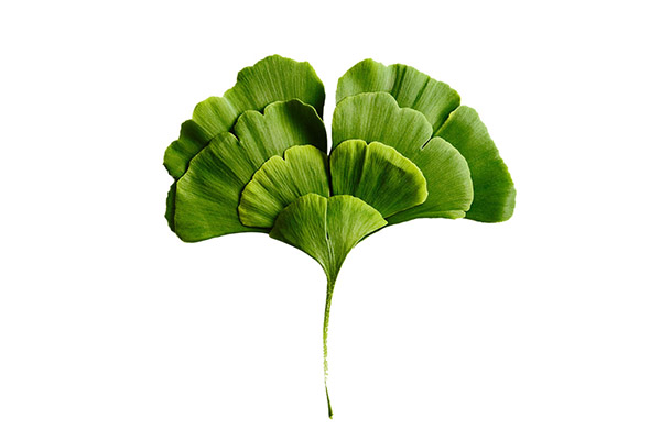 GINKGO LEAVES EXTRACT