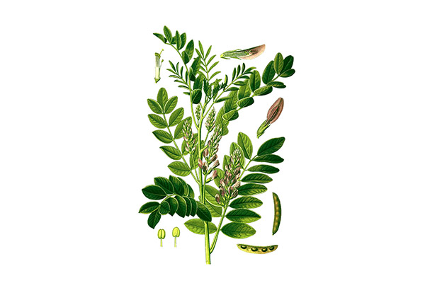 LICORICE EXTRACT