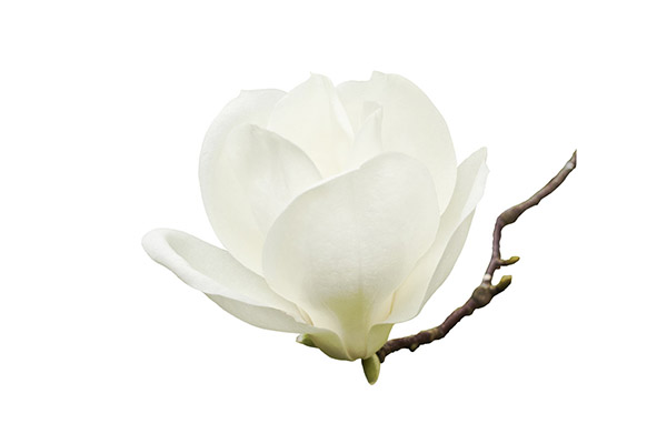 MAGNOLIA EXTRACT