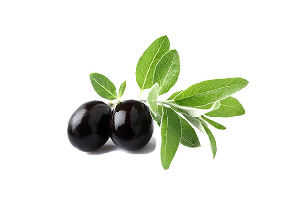 OLIVE LEAF EXTRACT